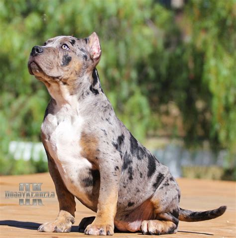 blue tri merle pocket bully